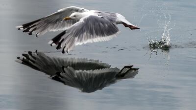 A seagull reflects in the water of the North Sea as it starts its flight from the port of the island of Baltrum, northwestern Germany. Federico Gambarini/AFP