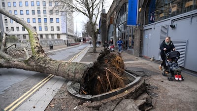 A fallen tree brought down by strong winds during Storm Eunice in London. EPA