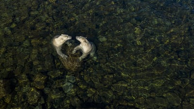 Cool time by Martin Gregus, showing polar bears as they come ashore in Canada, won Wildlife Photographer of the Year: Rising Star Portfolio Award. Martin Gregus / Wildlife Photographer of the Year