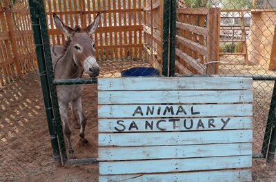A donkey shills at the Sustainable City animal sanctuary. Pawan Singh / The National