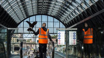 Mr Bell also walks around with Aria on his arm. The mere presence of the raptor, which is native to North America, is enough to deter pigeons. Chris J Ratcliffe / Getty Images