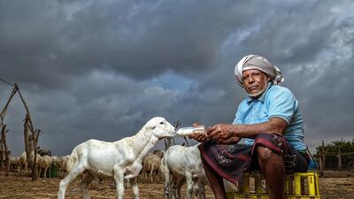 Photo by Osama of a man in southern Saudi Arabia, whoe takes care of lambs whose mothers are ill or have died, as though they were his own children. Courtesy National Geographic Abu Dhabi