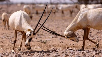 And when they feel threatened, males and females use their horns to defend or attack. AFP