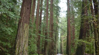 Avenue of the Giants in Humboldt County, California.