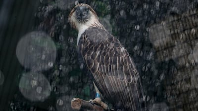 Sambisig, a female Philippine eagle, is sprayed by a water sprinkler in its enclosure at the Jurong Bird Park in Singapore. EPA