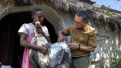 A white-backed vulture being examined
