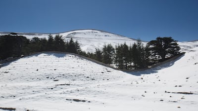 In 1876, a fence financed by Britain's Queen Victoria was built around the majestic Cedars of God to protect them from goats
