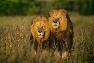 See wildlife images by Shafi Rasheed at The Mara Trails exhibition, which opens tonight at Cartoon Art Gallery. Pictured: An image of King Notch and his son Caesar. Cartoon Art Gallery