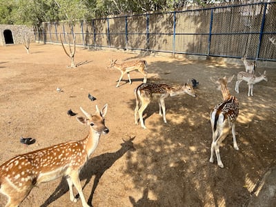 The property is home to many animals, including deer, peacocks and tortoises. Jennifer Gnana / The National