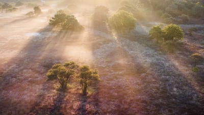 The Westerheide forest near Hilversum, Netherlands, where the heaths are blooming earlier than usual this year. AFP