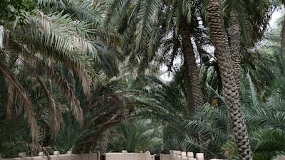 Al Ain Oasis stretches more than 1,200 hectares. Khushnum Bhandari / The National