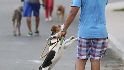 A reader urges pet owners to maintain cleanliness in residential areas. Sarah Dea / The National