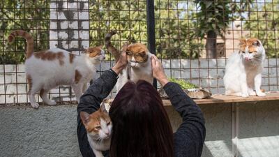 Currently, the motel hosts around 50 cats and 25 dogs. EPA
