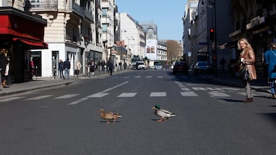 A couple of ducks spotted on Paris's Rue de Sevres. Getty Images