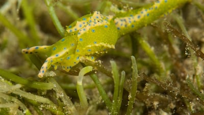 Nudibranchs can often be found among their food source. Courtesy Heiko Seim