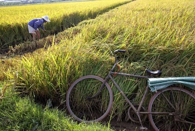 A farmer tends his paddy field in Ninh Binh, Vietnam. Bloomberg