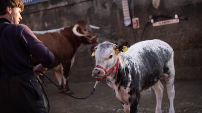 Cattle are washed before competing in the 166th Great Yorkshire Show in Harrogate, England. Getty Images