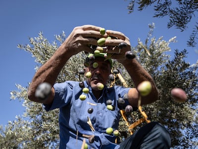 Olive oil production across Palestine is just 33 per cent of the annual average. Getty Images