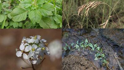 Clockwise from top left: Amaranthus lividus, Cyperus eremicus, Kickxia elatine, and Diplotaxis erucoides. Courtesy: Dr Mohammed Shahid / ICBA