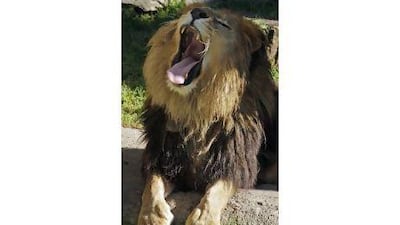 A lion yawns at a zoo in Zacango, Mexico, that houses animals seized from drug traffickers. Arnulfo Franco / AP Photo