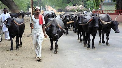 Street life in Solapur is on the vibrant side. Subhash Sharma for The National