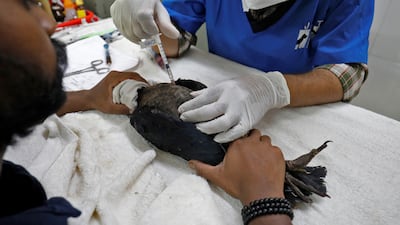 A vet administers an injection to an eagle at Jivdaya Charitable Trust, a rehabilitation centre for birds and animals, in Ahmedabad, where the temperature this week hit 45.8°C. Reuters
