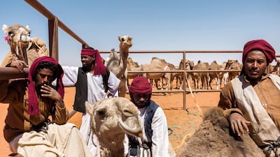 Staff immobilise a camel that is about to be checked via ultrasound. Maxime Fossat for The National