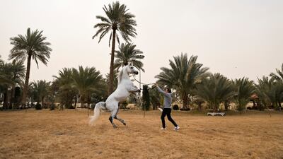 Following the war in Iraq in 2003 players and breeders left and the horses were neglected.