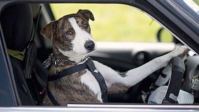 The rescue dog Ginny behind the wheel in practice.