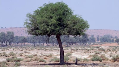 A ghaf tree, the UAE's national tree, near Ras Al Khaimah. Randi Sokoloff / The National
