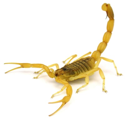 Deathstalker scorpion. University of Porto / Arie van der Meijden / AFP