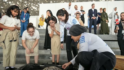 Before the turtles swim back to the open sea, they are scored by the aquarium based on a number of criteria