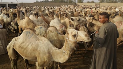 Camel sellers at the Birqash Camel Market outside Cairo.