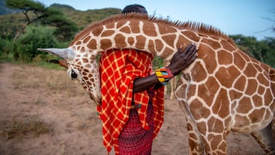In 'Fupi and Lekupania', an orphaned baby reticulated giraffe embraces wildlife keeper Lekupania in northern Kenya. This giraffe will be rehabilitated and return to the wild, as a number of others have done before him. Right now, giraffe are undergoing what has been referred to as a silent extinction. Photographer: Ami Vitale