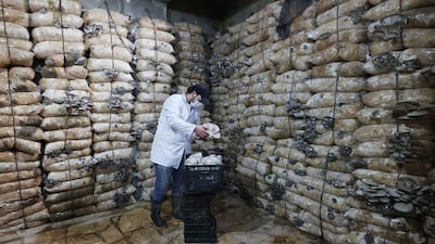 A Syrian self-taught farmer shows oyster mushrooms picked up from the organic Al-Amal farm, which was established by a group of young activists displaced from the Ghouta region near Damascus, in Afrin in the rebel-held northern Aleppo province on January 11, 2021. - The group of young Syrians had gained experience during the five-year siege of the Ghouta region by regime forces, between 2013 and 2018, when they started producing mushrooms in small quantities to cope with the limited food supply and to replace meat. Now in their new workshop in the humid basement of a building in the city of Afrin, near the border with Turkey, they say they produce around 300 kilograms of mushrooms per week for sale in Aleppo and Idlib markets at the rate of 1. 35 US dollars per kg. (Photo by OMAR HAJ KADOUR / AFP)