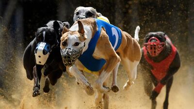 Left to right, Gladiator Ramanus and Chasing Lane’s Firing Aces vie for the lead during the 22nd race of the Solitude-Race 2016 in Sachsenheim, Germany. Matthias Hangst / Bongarts/ Getty Images