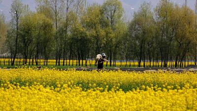 A shepherd carries a sheep as he walks past a mustard field on the outskirts of Srinagar, Kashmir. Farooq Khan / EPA