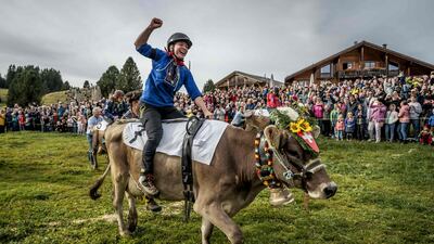 Lea Werner, riding Viola, celebrates after winning the Cow Grand Prix, exclusively for female jockeys, in the Alpine resort of Flumserberg, Switzerland. AFP