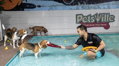 A staff member entertains a dog in the waterpark section of Petsville. Antonie Robertson / The National