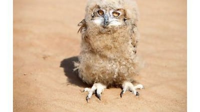 The owl triplets weigh only 600 grams. In three weeks, they will be placed in a box away from predators until they can fly away. Jaime Puebla / The National