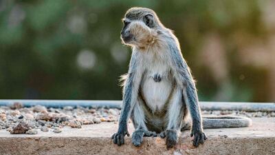 A troop of monkeys lives freely on the campus. AFP