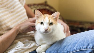 Jo Cathrine has taken in Gussy, who was abandoned by his owners four months ago, until his forever home is found. Reem Mohammed / The National