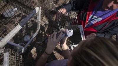 Will Peratino, owner of the Malama Manu Sanctuary, and Ms Highland prepare a bird for transport off the island. AP