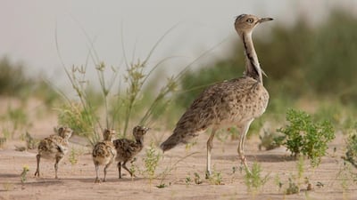 Asian houbaras have been provided to a centre in Qatar to establish a full breeding flock there. Courtesy International Fund For Houbara Conservation