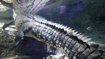 King Croc in his enclosure at the Dubai Aquarium and Underwater Zoo. Reem Mohammed / The National