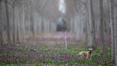 A puppy walks around trees and flowers in Edirne, Turkey. EPA