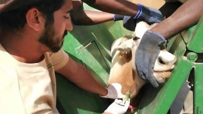 Emirati vet Majid Al Qassimi had to study for his degree in the UK and Hungary. Courtesy of Majid Al Qassimi