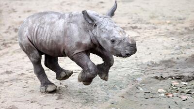 The newborn white rhino named Willi walks in its enclosure in the zoo in Dortmund, Germany. EPA