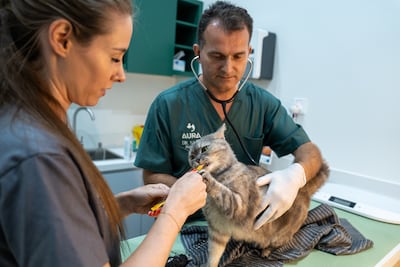 As the UAE's pet population continues to grow, the role of the veterinary clinic appears to be changing with it. Photo: Aura Veterinary Center
