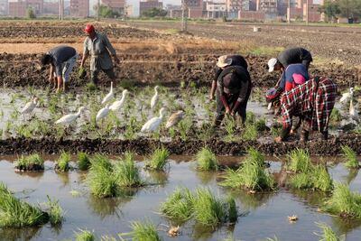 Egyptian farmers plant rice in Egypt's fertile Delta in Tanta 100km northwest of Cairo, Egypt. EPA